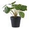 Pilea műnövény, zöld 28 cm